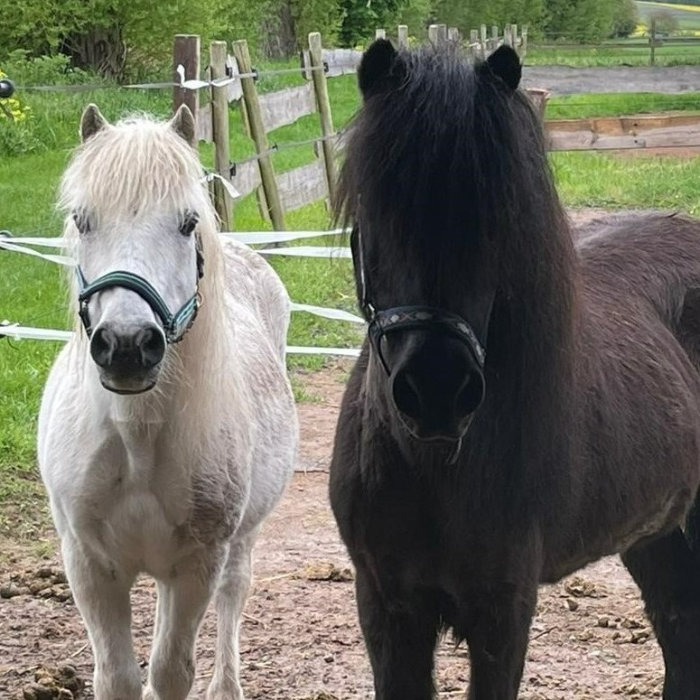 Pablo & Picasso nachher